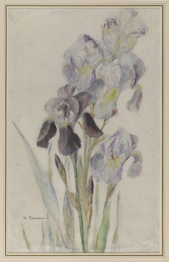 Irises, Unknown